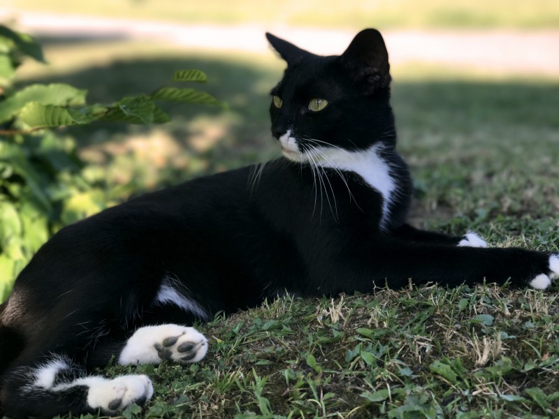萌宠猫咪图片 精神抖擞的黑猫图片