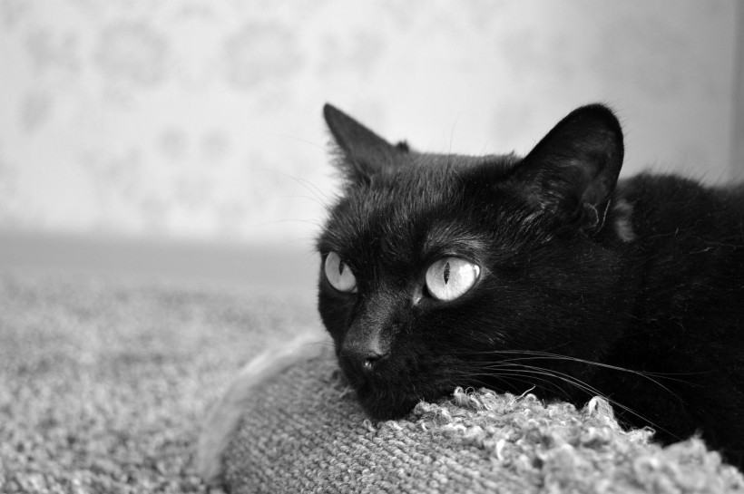 萌宠猫咪图片 精神抖擞的黑猫图片 4