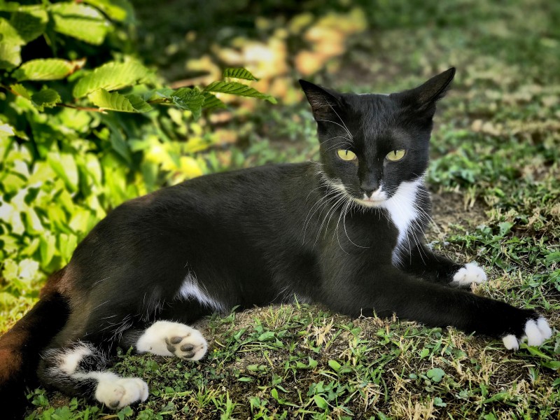 萌宠猫咪图片 精神抖擞的黑猫图片 5