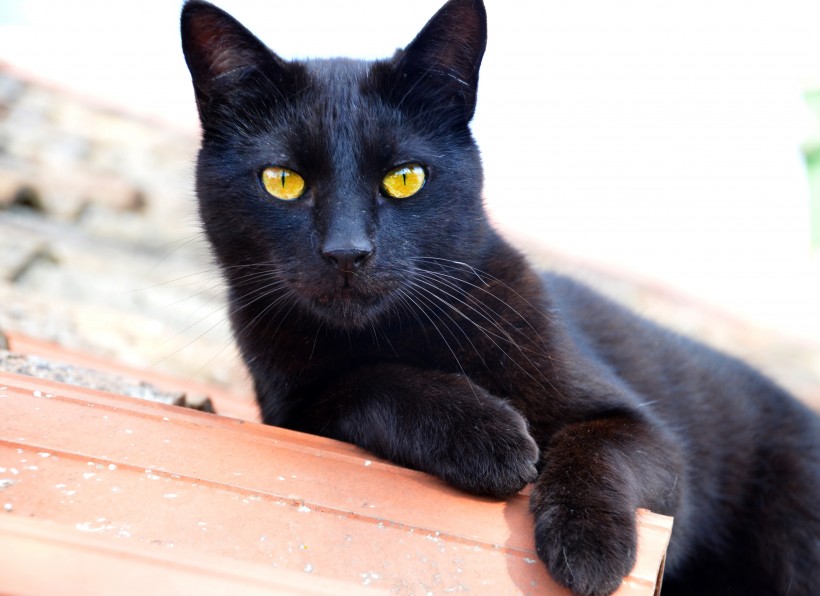 萌宠猫咪图片 精神抖擞的黑猫图片
