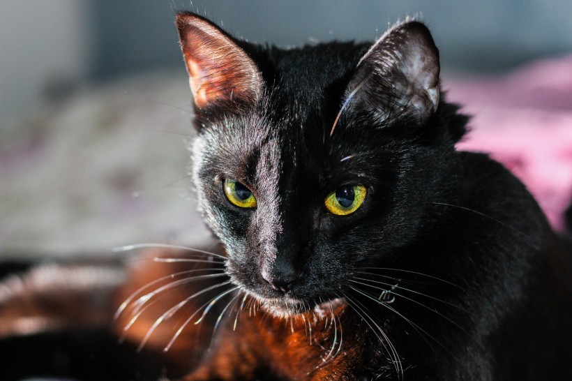 萌宠猫咪图片 精神抖擞的黑猫图片 9