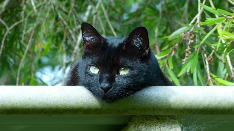 萌宠猫咪图片 精神抖擞的黑猫图片 11