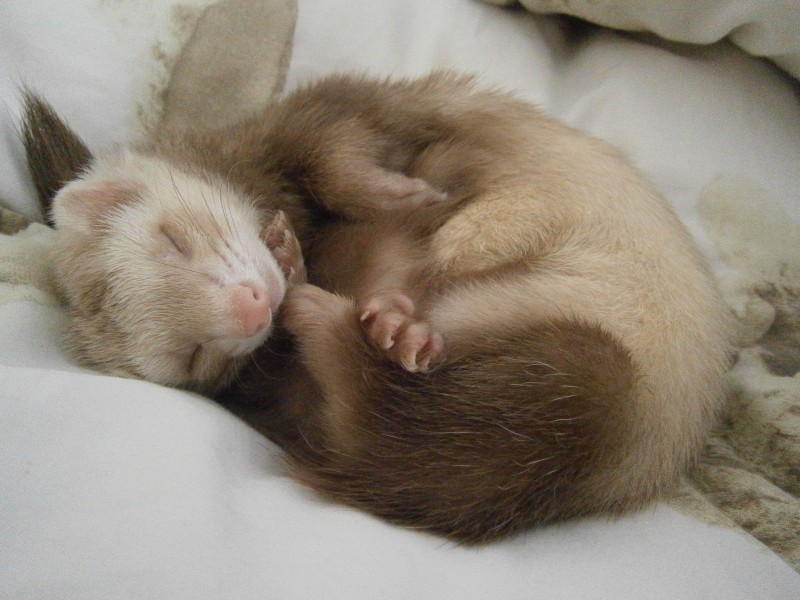 野生动物超级可爱萌萌哒雪貂图片 5