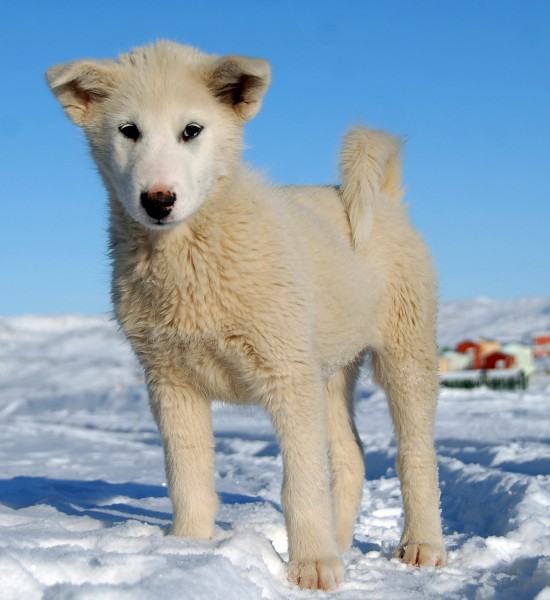 萌宠犬类可爱的雪橇犬图片