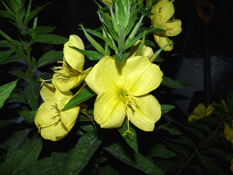 柳叶菜科黄色的月见草图片 9