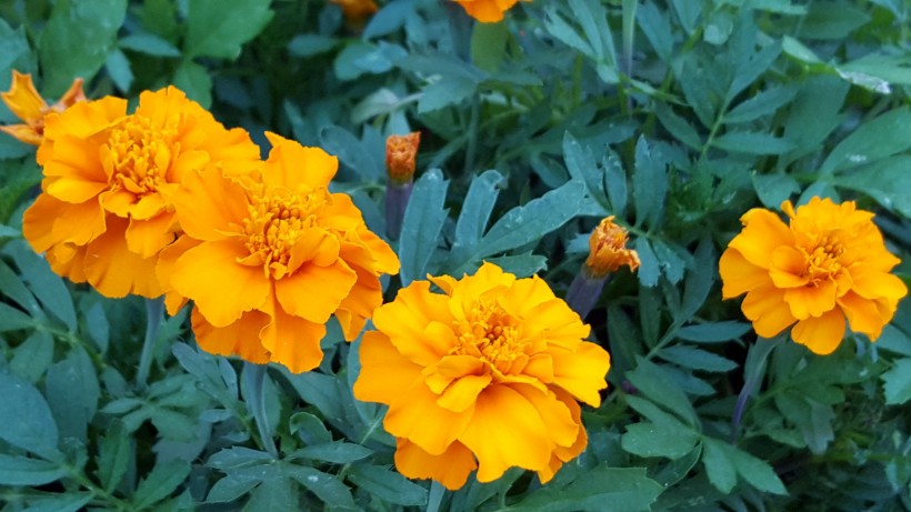 菊科草本植物百花齐放的万寿菊图片 2
