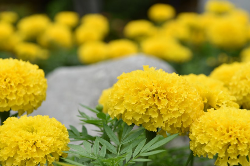 菊科草本植物百花齐放的万寿菊图片 3