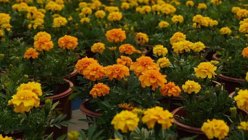菊科草本植物百花齐放的万寿菊图片 5