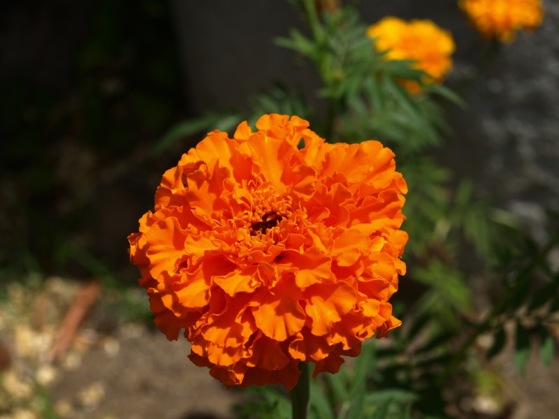 菊科草本植物百花齐放的万寿菊图片 6
