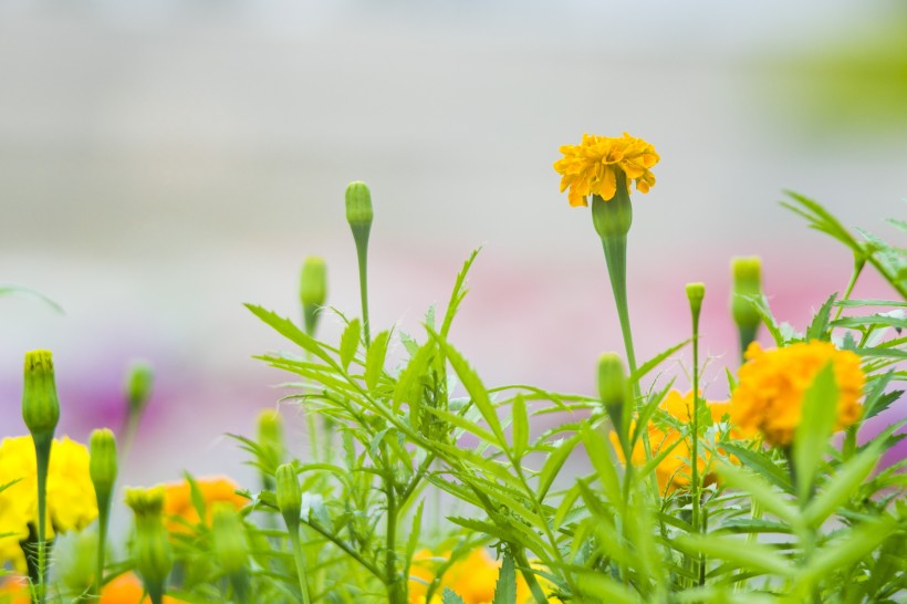 菊科草本植物百花齐放的万寿菊图片 7