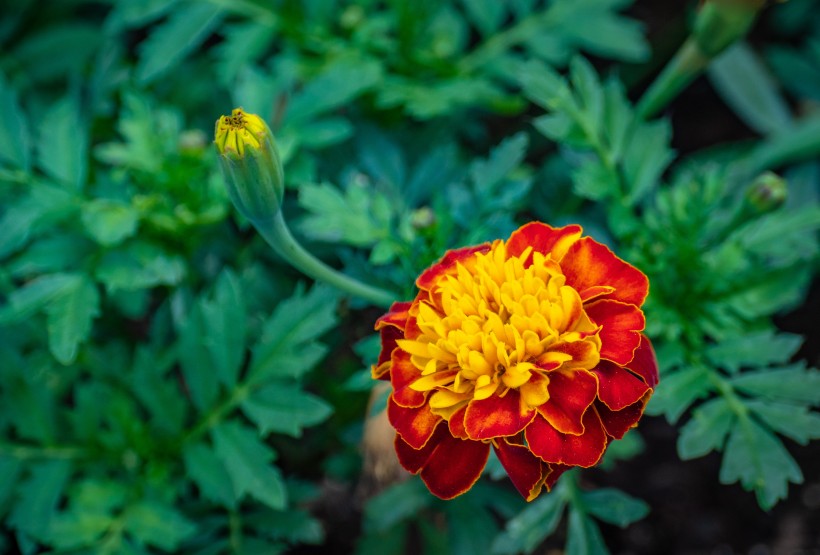 菊科草本植物百花齐放的万寿菊图片 8