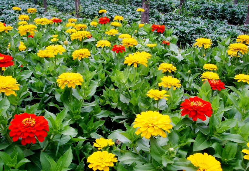 菊科草本植物百花齐放的万寿菊图片 10