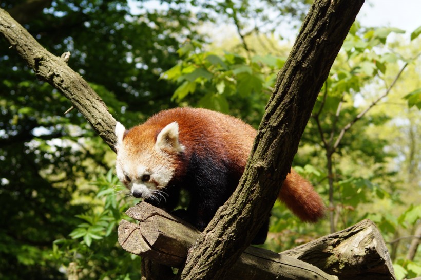 野生动物呆萌可爱的小熊猫图片 3