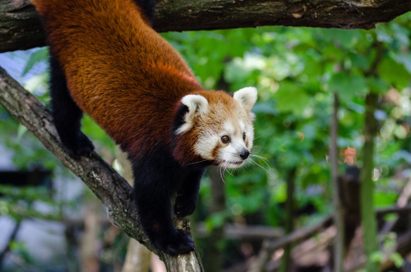 野生动物呆萌可爱的小熊猫图片 4