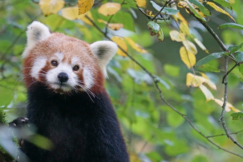 野生动物呆萌可爱的小熊猫图片 6