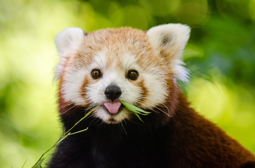 野生动物呆萌可爱的小熊猫图片