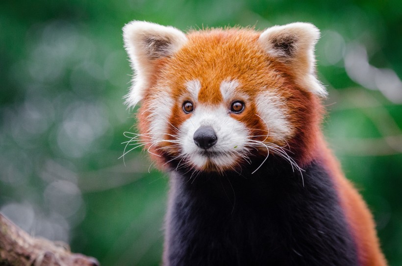 野生动物呆萌可爱的小熊猫图片 9