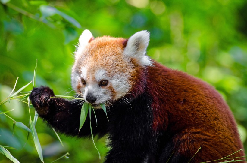 野生动物呆萌可爱的小熊猫图片 10
