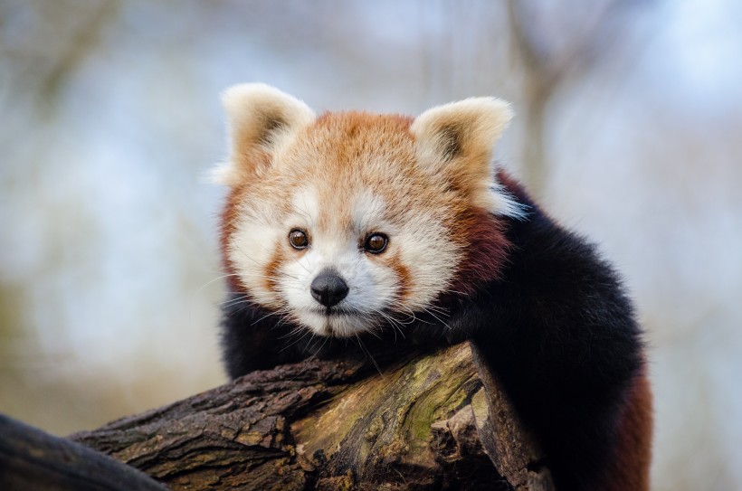 野生动物呆萌可爱的小熊猫图片 11