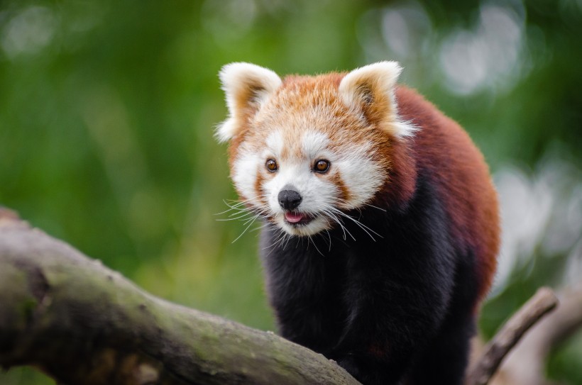 野生动物呆萌可爱的小熊猫图片 12