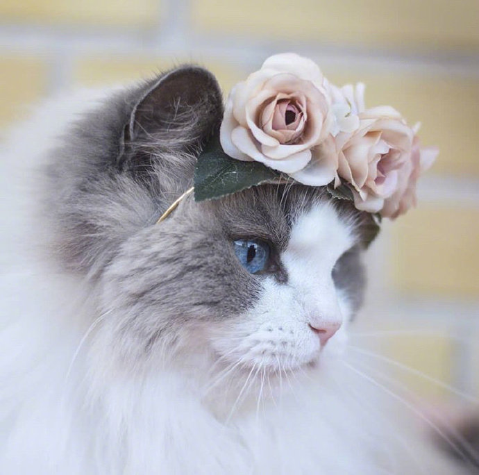 可爱猫咪头像图片 萌猫头像集