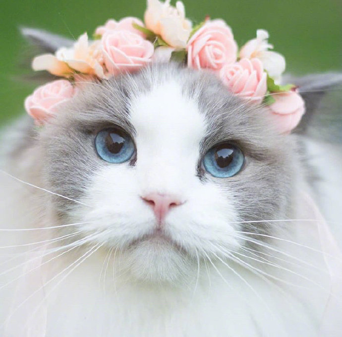 可爱猫咪头像图片 萌猫头像集 2