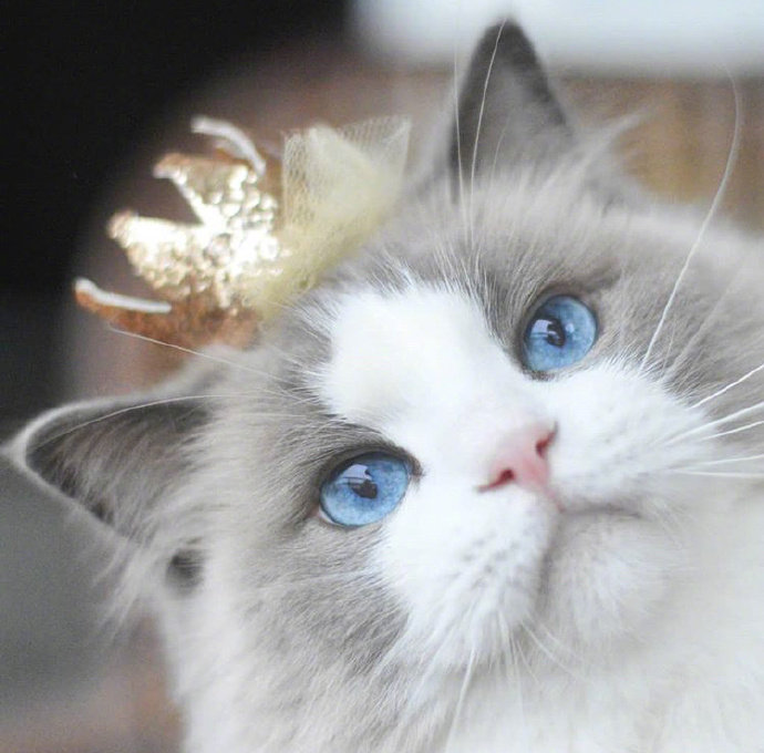 可爱猫咪头像图片 萌猫头像集 3