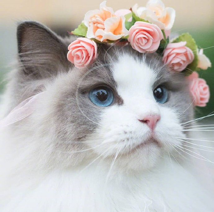 可爱猫咪头像图片 萌猫头像集 4