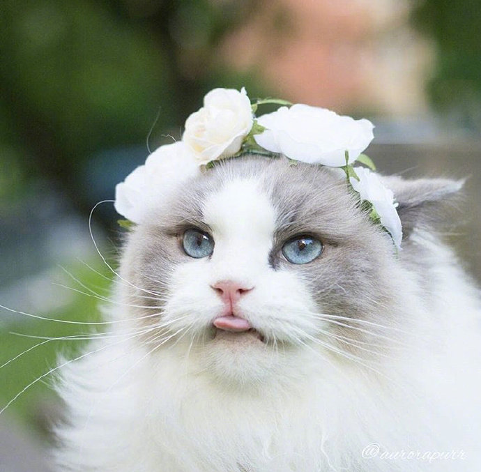 可爱猫咪头像图片 萌猫头像集 5