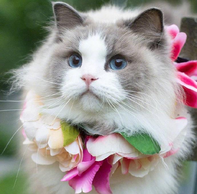 可爱猫咪头像图片 萌猫头像集 6