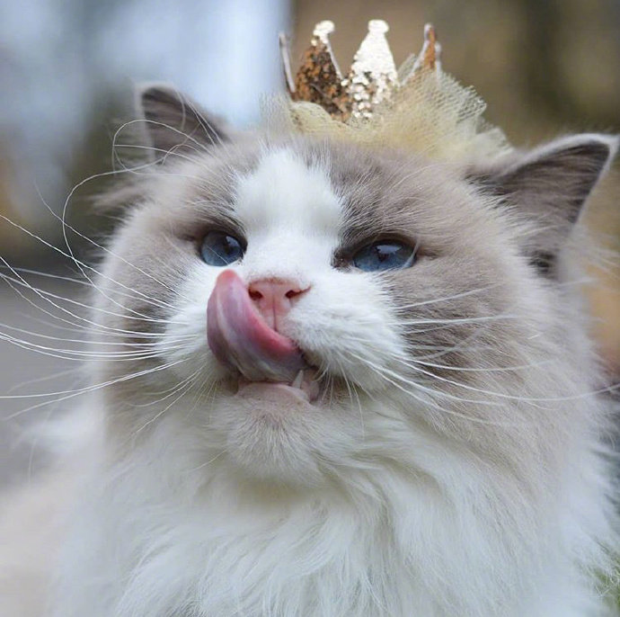 可爱猫咪头像图片 萌猫头像集 7