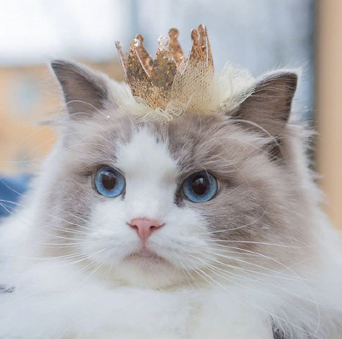 可爱猫咪头像图片 萌猫头像集 8