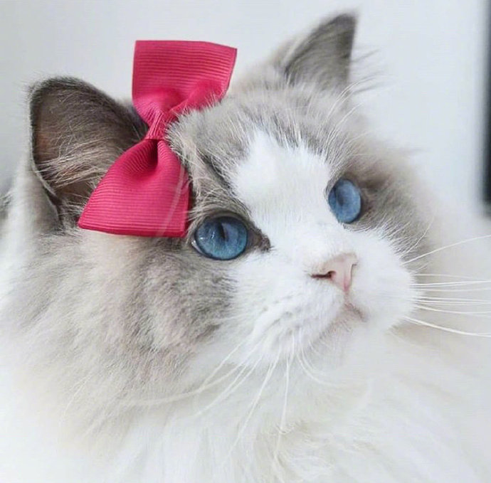 可爱猫咪头像图片 萌猫头像集 9