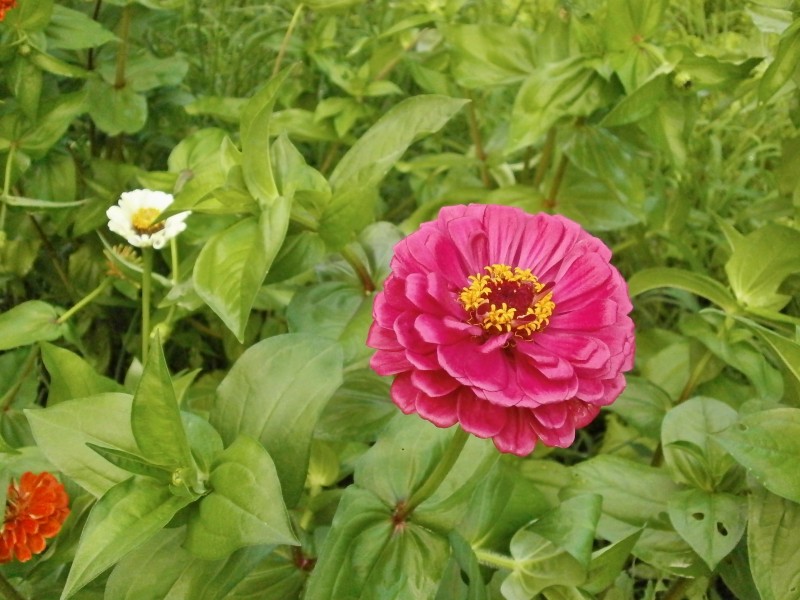 草本植物百日草又名百日菊鲜花图片