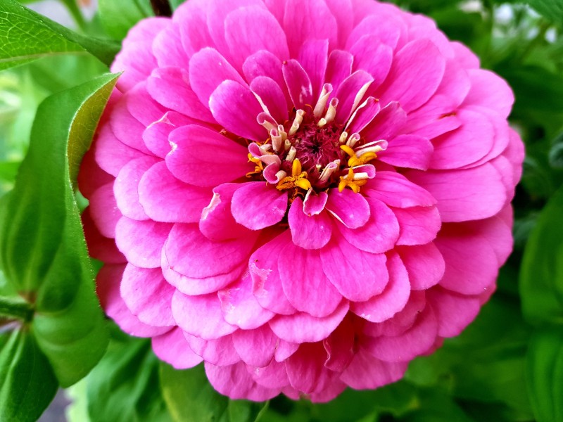 草本植物百日草又名百日菊鲜花图片