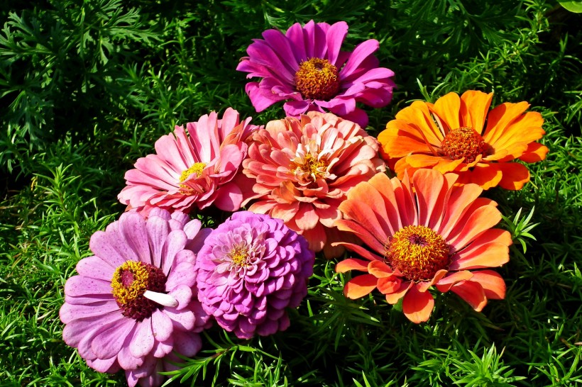 草本植物百日草又名百日菊鲜花图片 4
