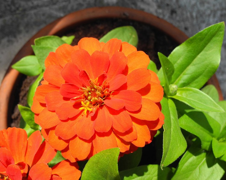 草本植物百日草又名百日菊鲜花图片 5