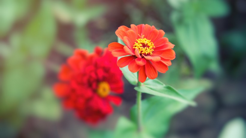 草本植物百日草又名百日菊鲜花图片 7