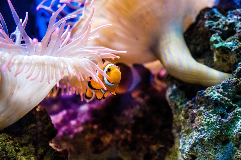 海洋生物遨游中的小丑鱼图片