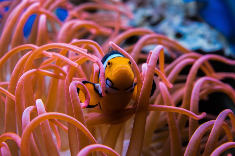 海洋生物遨游中的小丑鱼图片 2