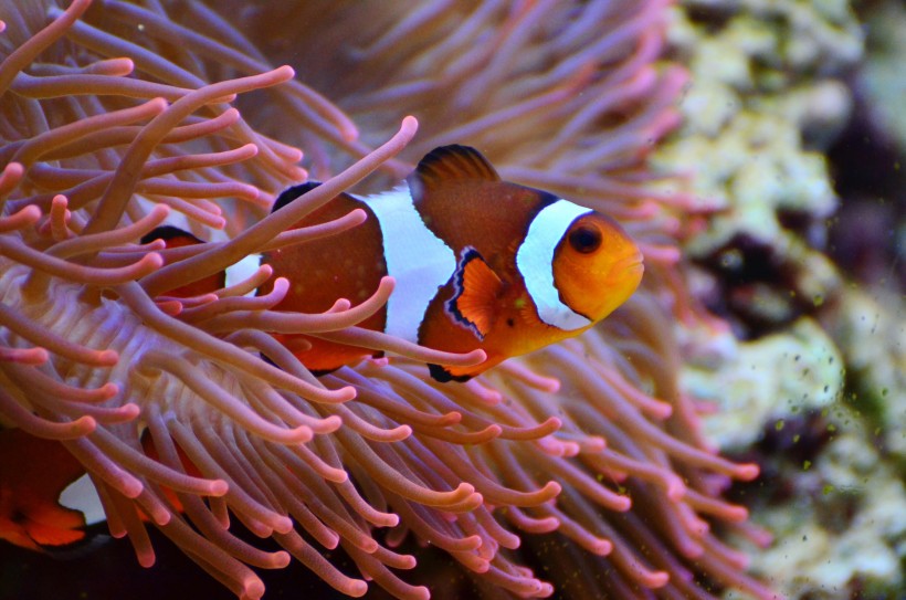 海洋生物遨游中的小丑鱼图片 4
