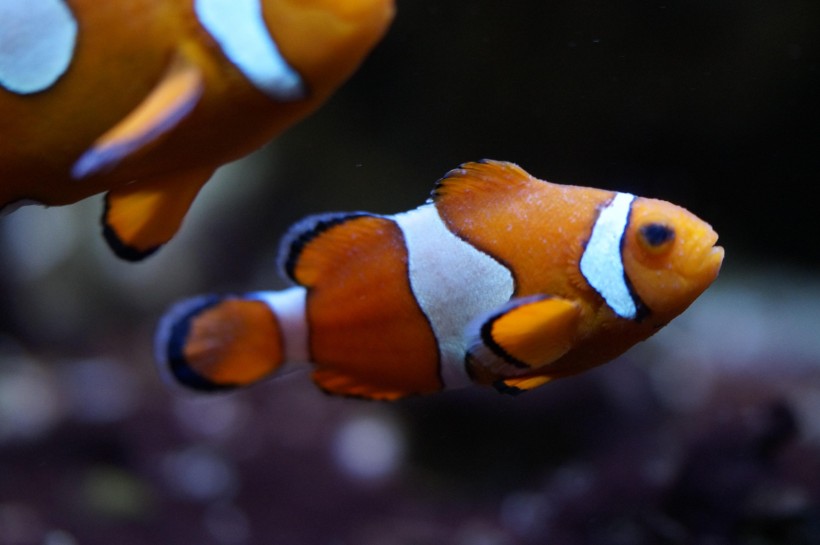 海洋生物遨游中的小丑鱼图片 5