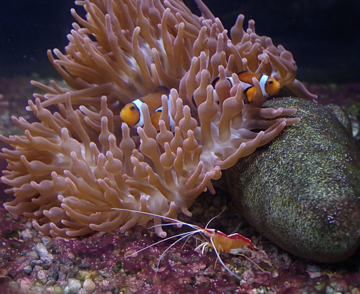 海洋生物遨游中的小丑鱼图片 6