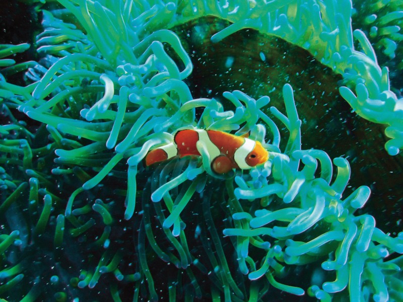 海洋生物遨游中的小丑鱼图片 7