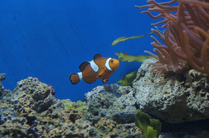 海洋生物遨游中的小丑鱼图片 8