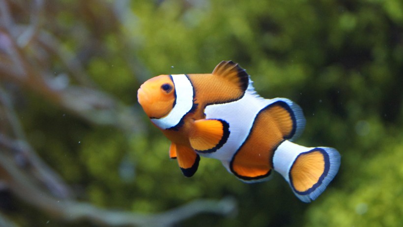 海洋生物遨游中的小丑鱼图片 10