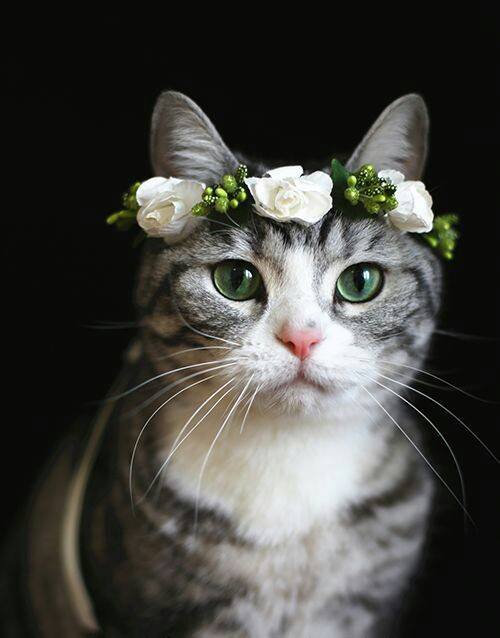 头戴花环的可爱猫咪头像图片 萌猫头像图片 1