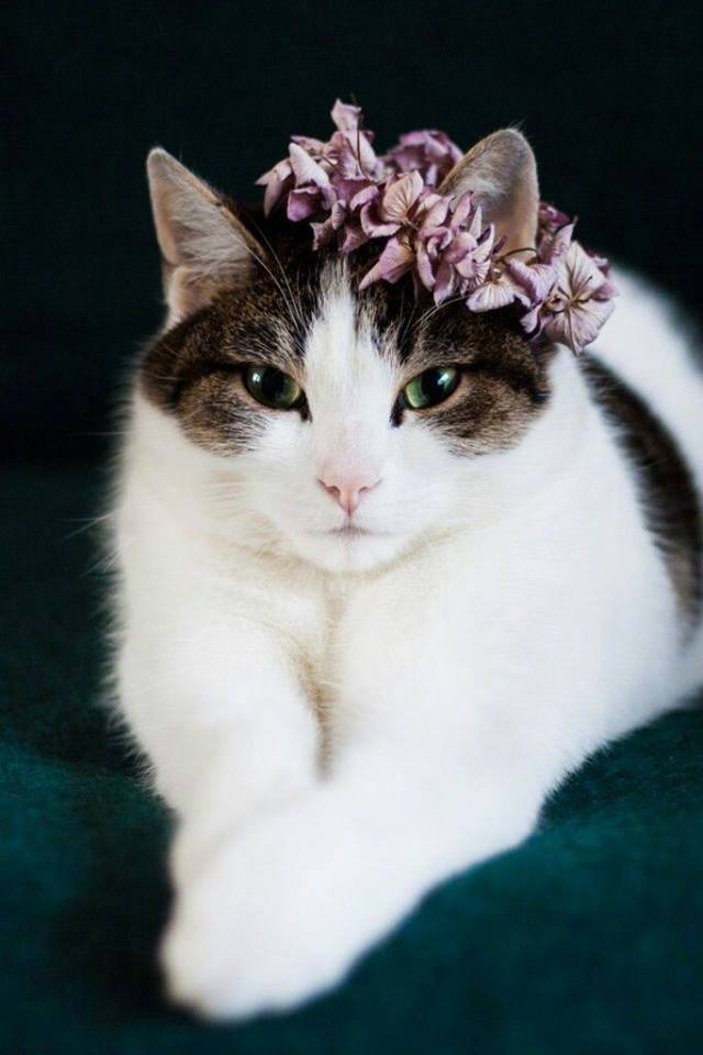头戴花环的可爱猫咪头像图片 萌猫头像图片 3