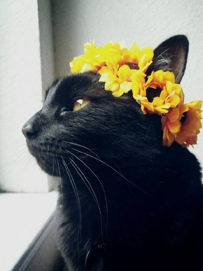 头戴花环的可爱猫咪头像图片 萌猫头像图片 4