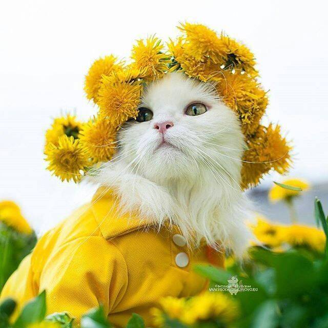 头戴花环的可爱猫咪头像图片 萌猫头像图片 5